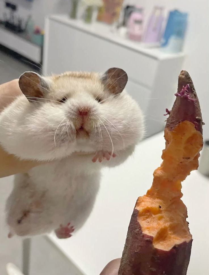 Archived media from tweet captured on 2025-06-07 18:46:53 UTC