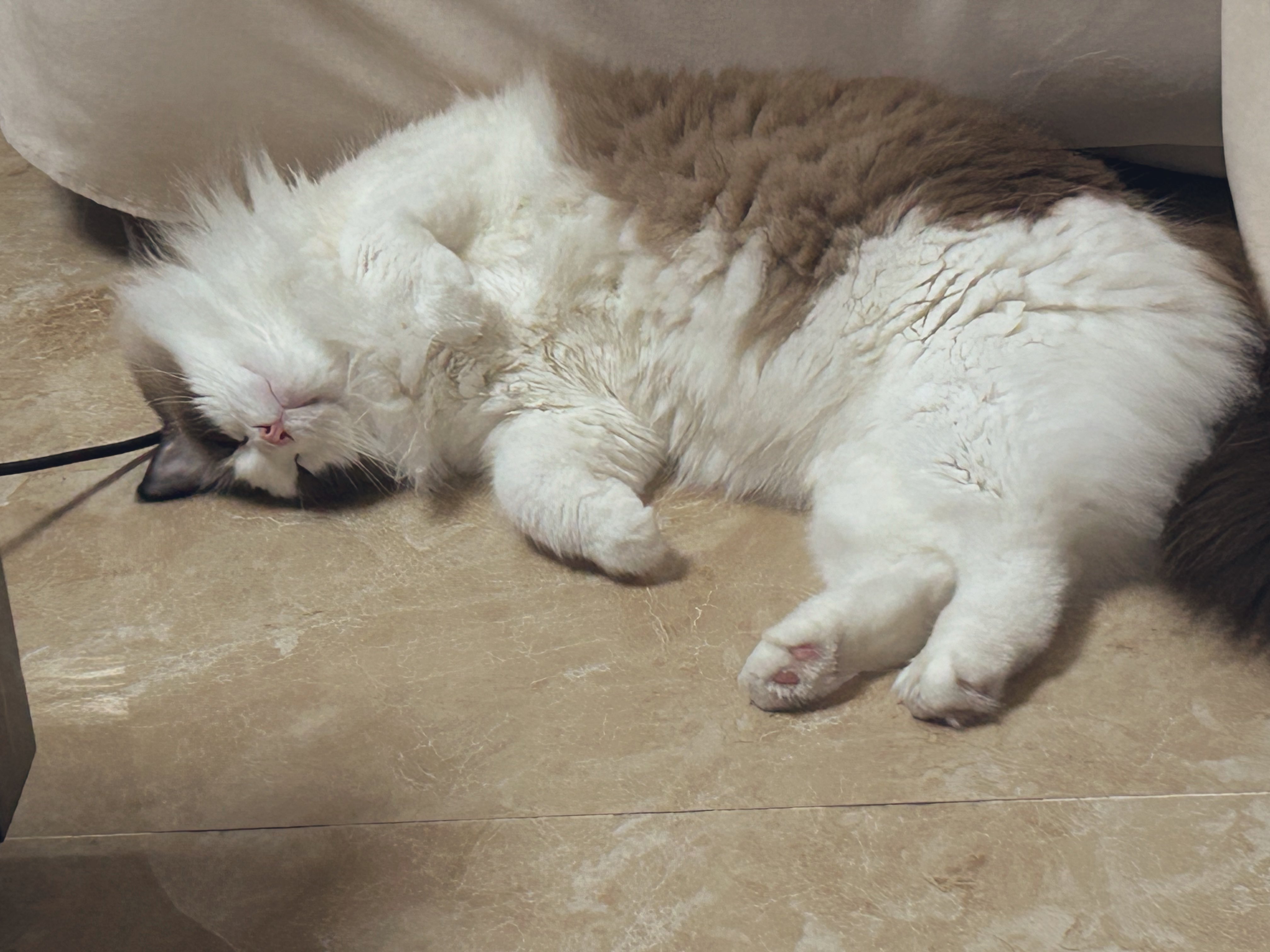 Archived media from tweet captured on 2024-08-27 22:38:29 UTC