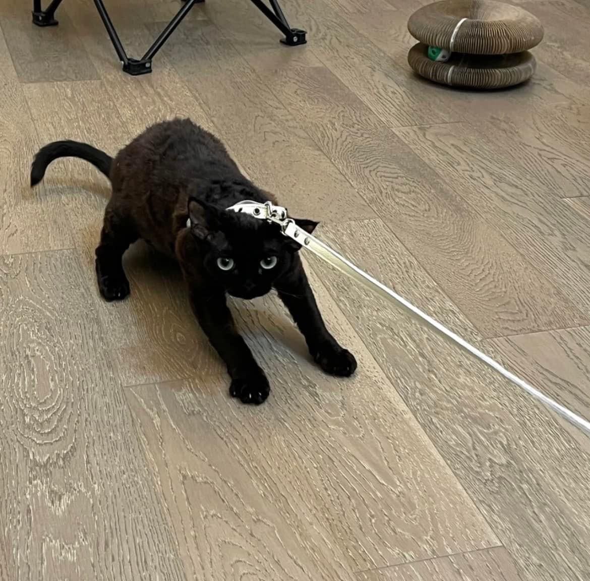 Archived media from tweet captured on 2024-07-13 11:53:23 UTC