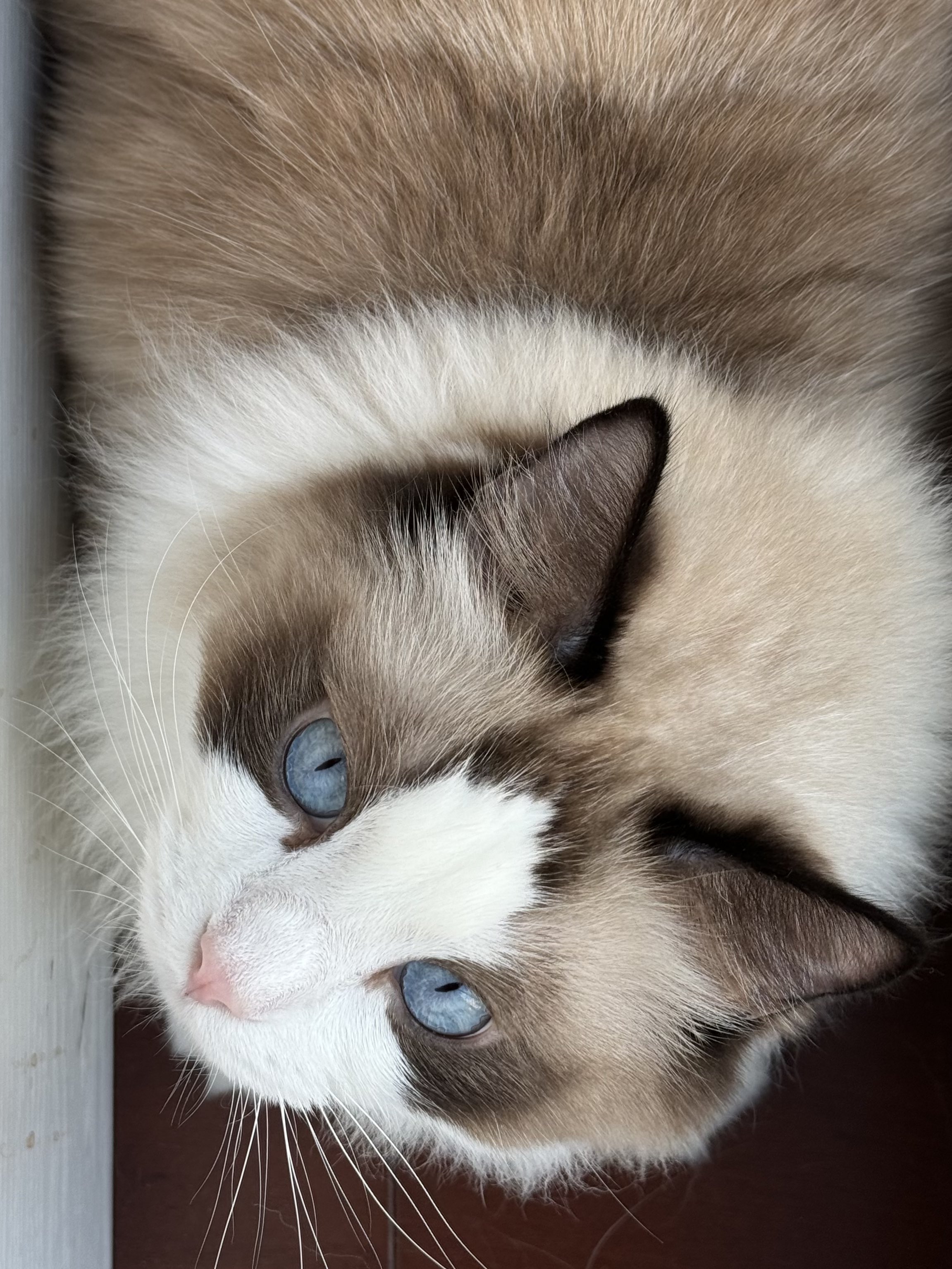 Archived media from tweet captured on 2024-10-06 07:38:17 UTC