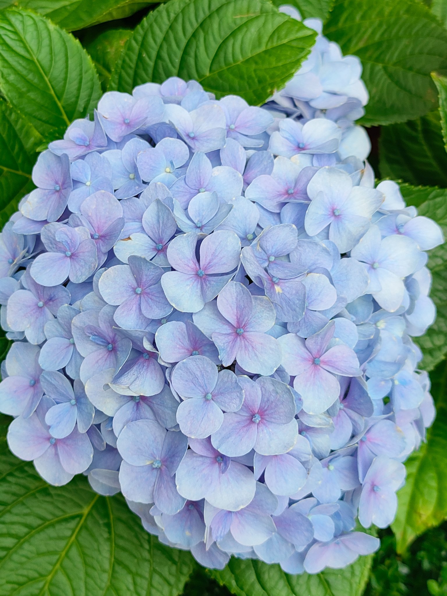 Archived media from tweet captured on 2024-08-18 09:15:56 UTC