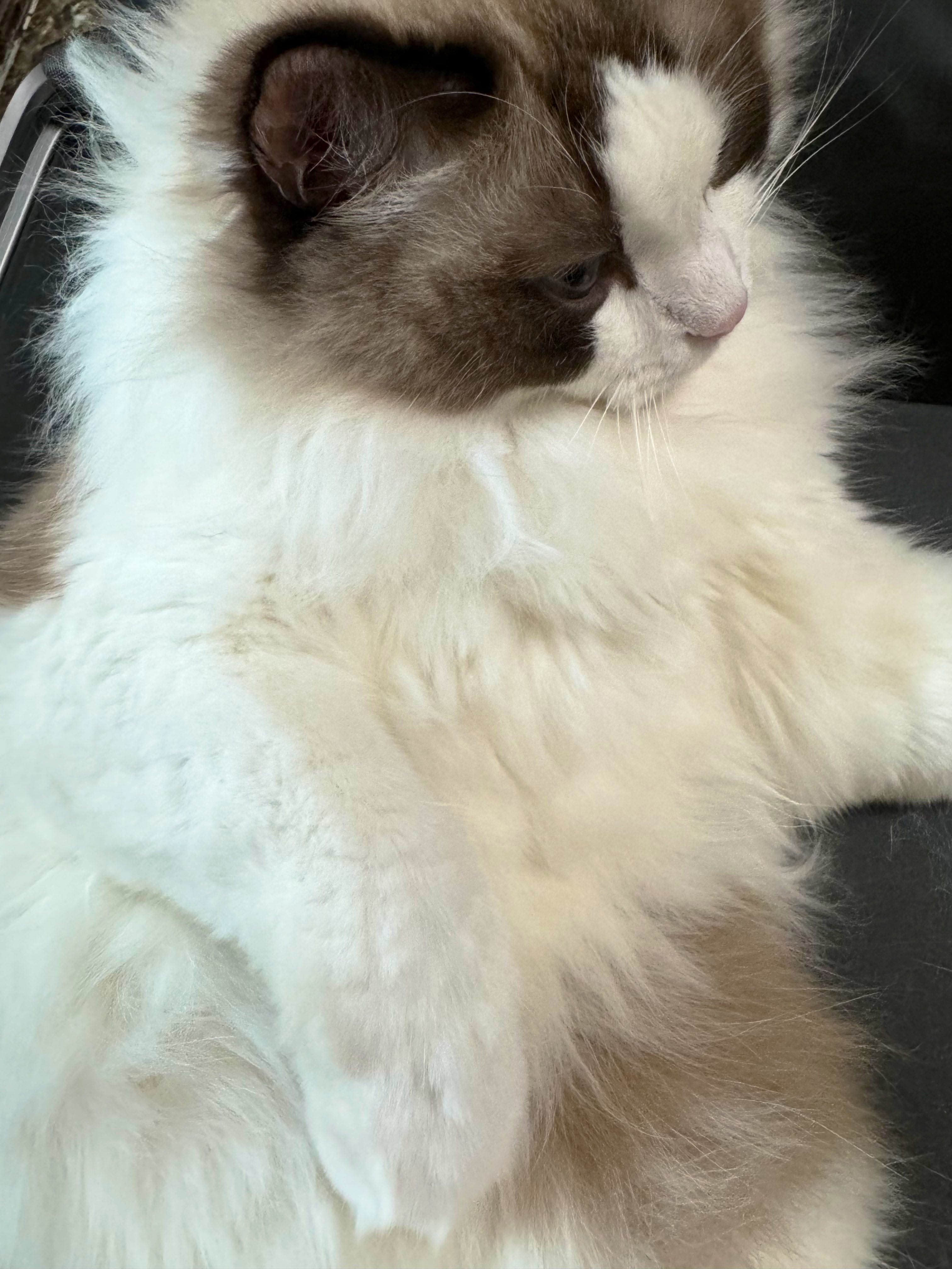 Archived media from tweet captured on 2024-09-21 07:37:30 UTC