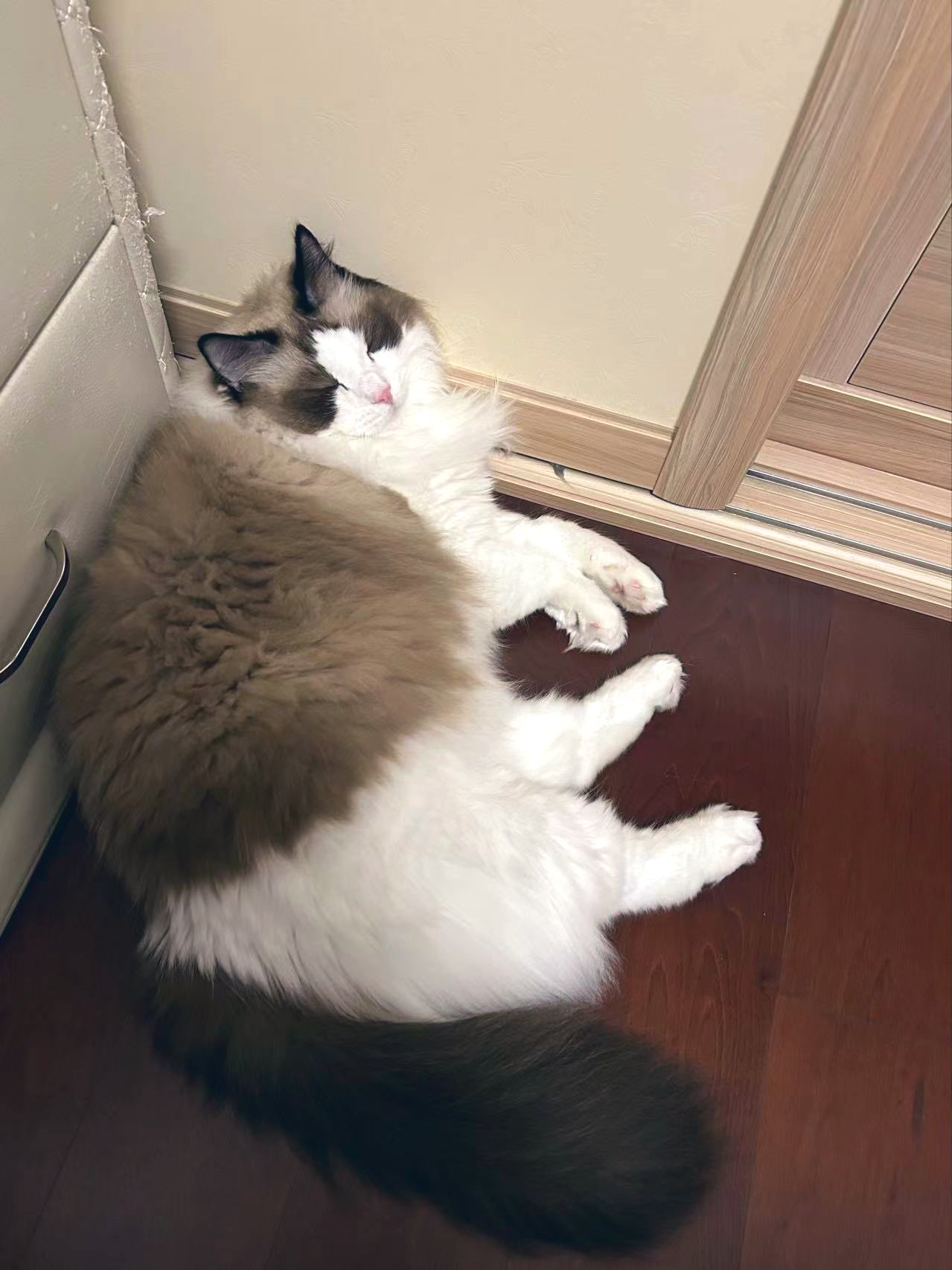 Archived media from tweet captured on 2024-08-27 22:38:29 UTC