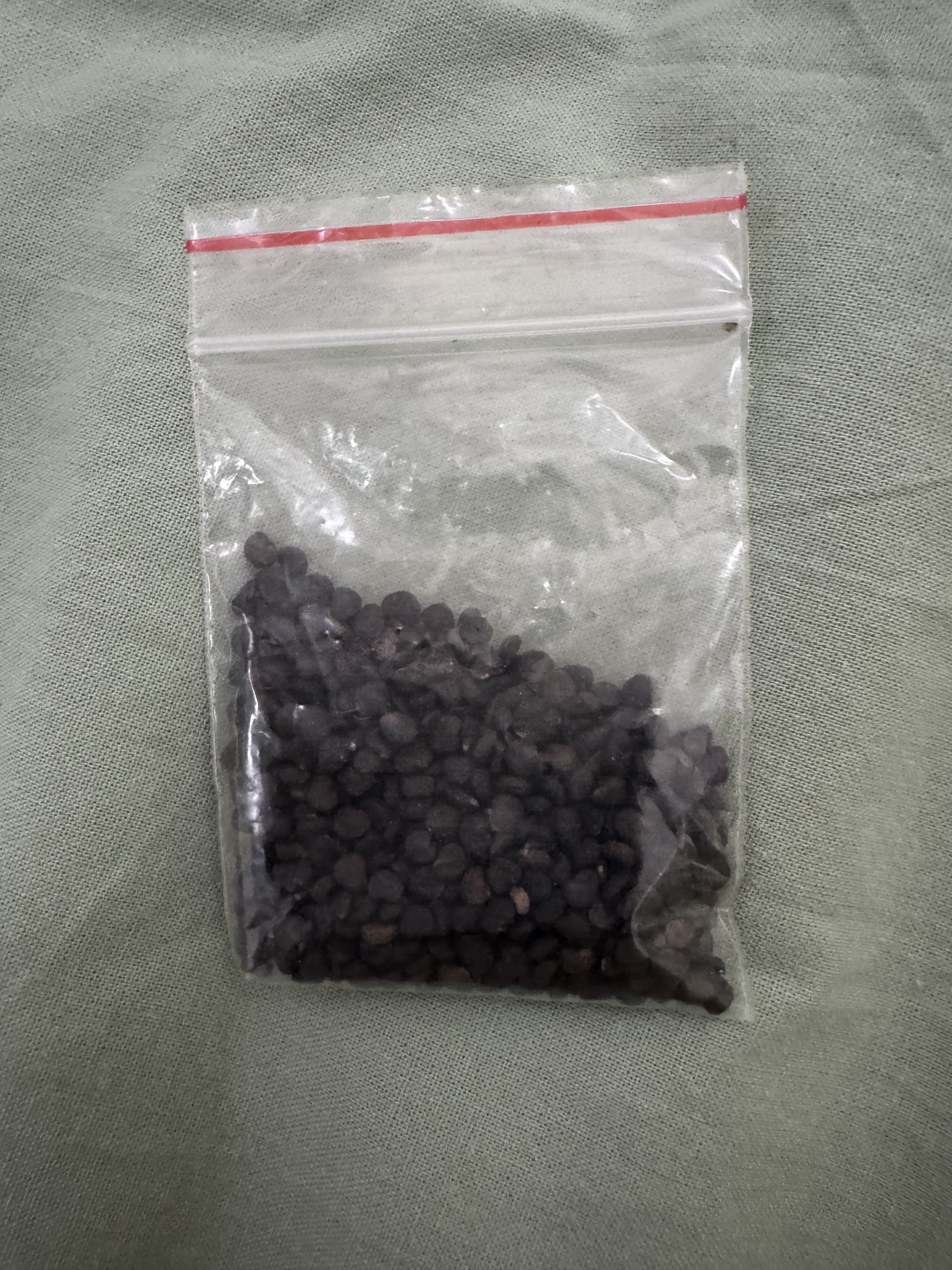 Archived media from tweet captured on 2024-11-10 15:27:35 UTC